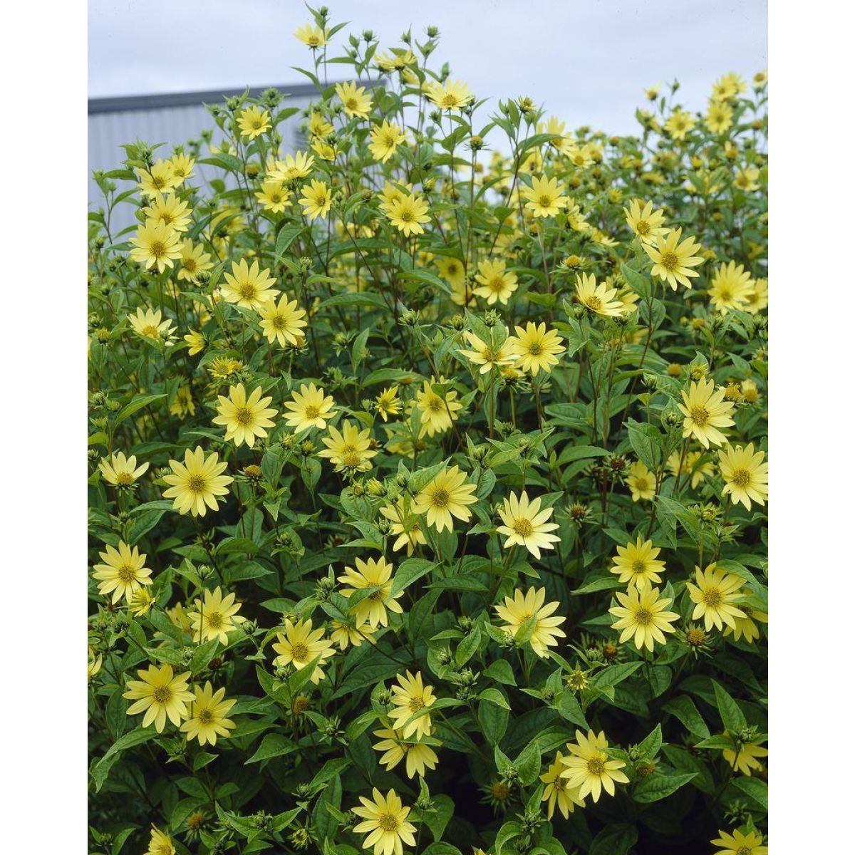 Helianthus Lemon Queen - Perennial Sunflower