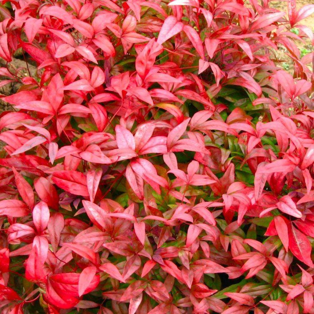 Nandina domestica Firepower - Sacred or Heavenly Bamboo Plant
