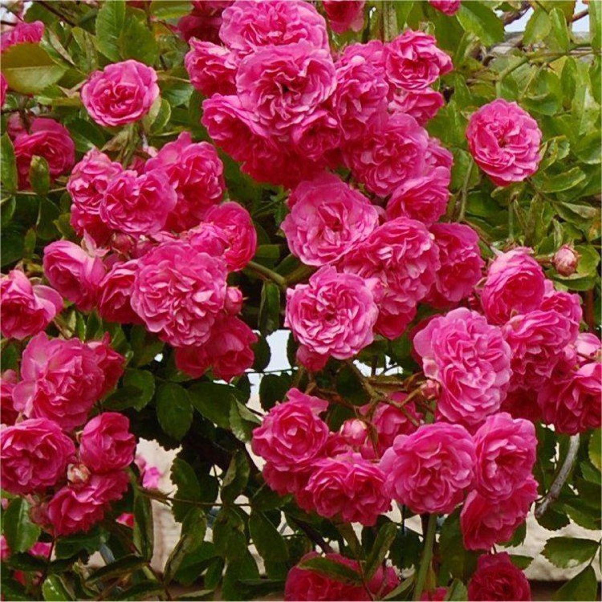 Rose Minnehaha - Rambling Rose
