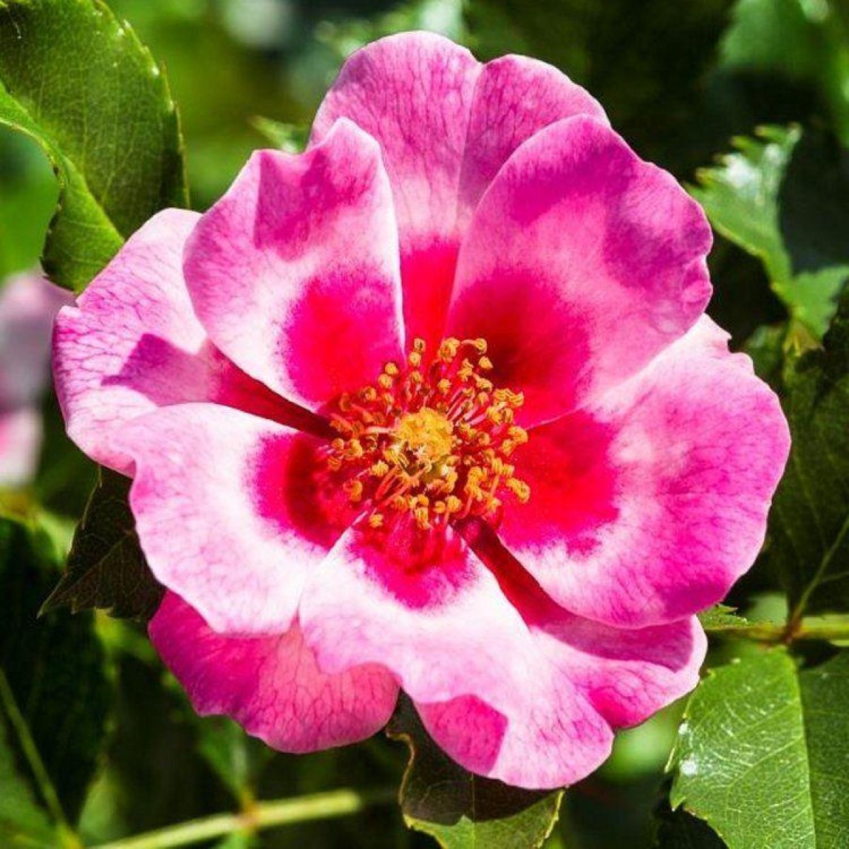 Pair of Standard Rose Trees - Babylon Eyes Bravo Queen