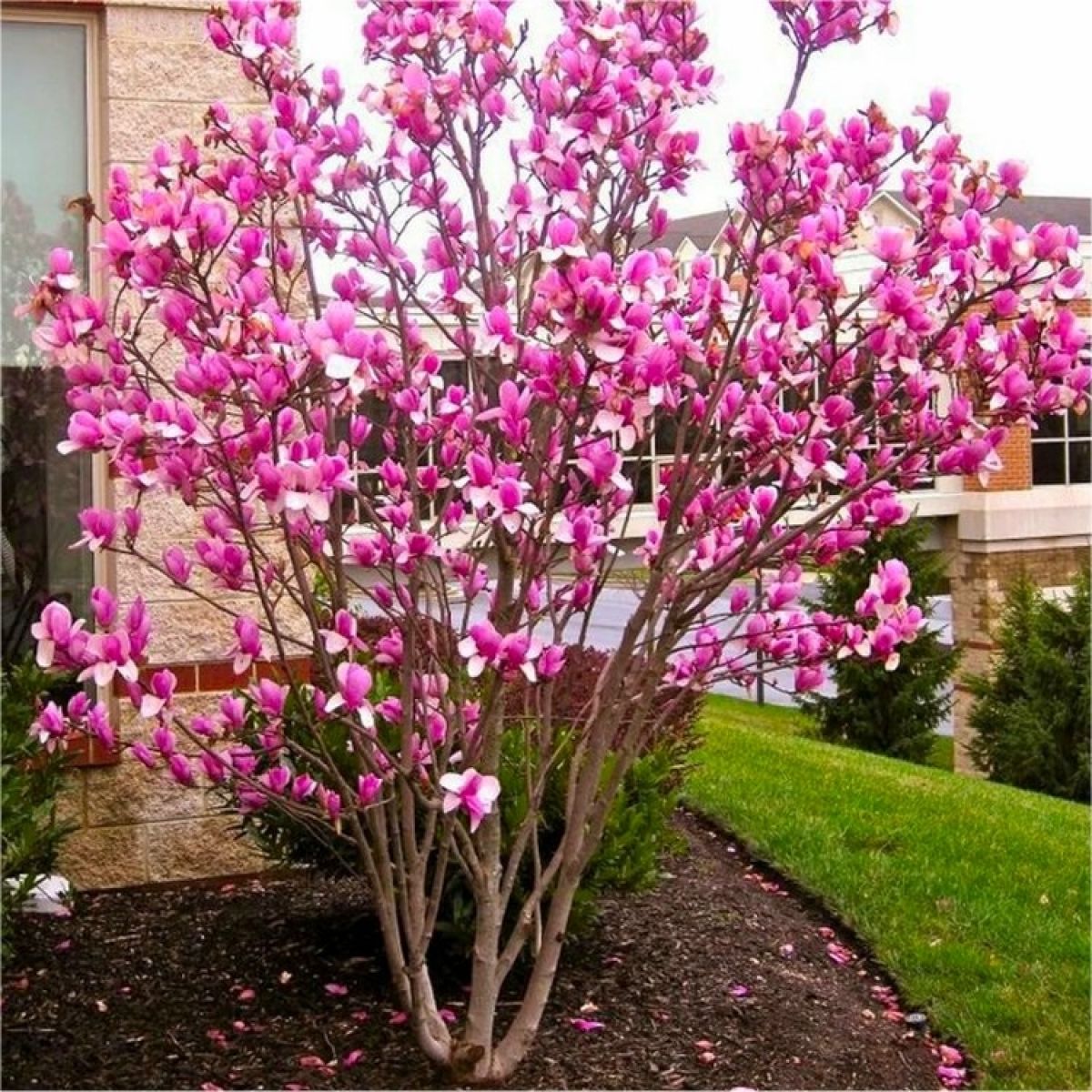 Large circa 4-5ft Magnolia Rustica Rubra - Tulip Tree main product photo