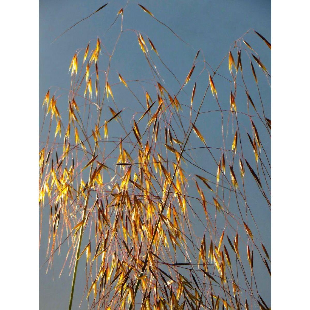 Stipa Gigantea - Golden Oats Grass - Large Plant
