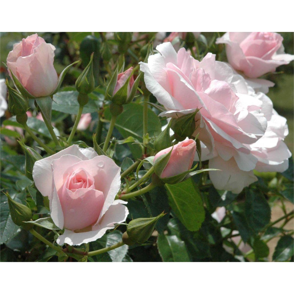 Rose Bride - Hybrid Tea Bush Rose