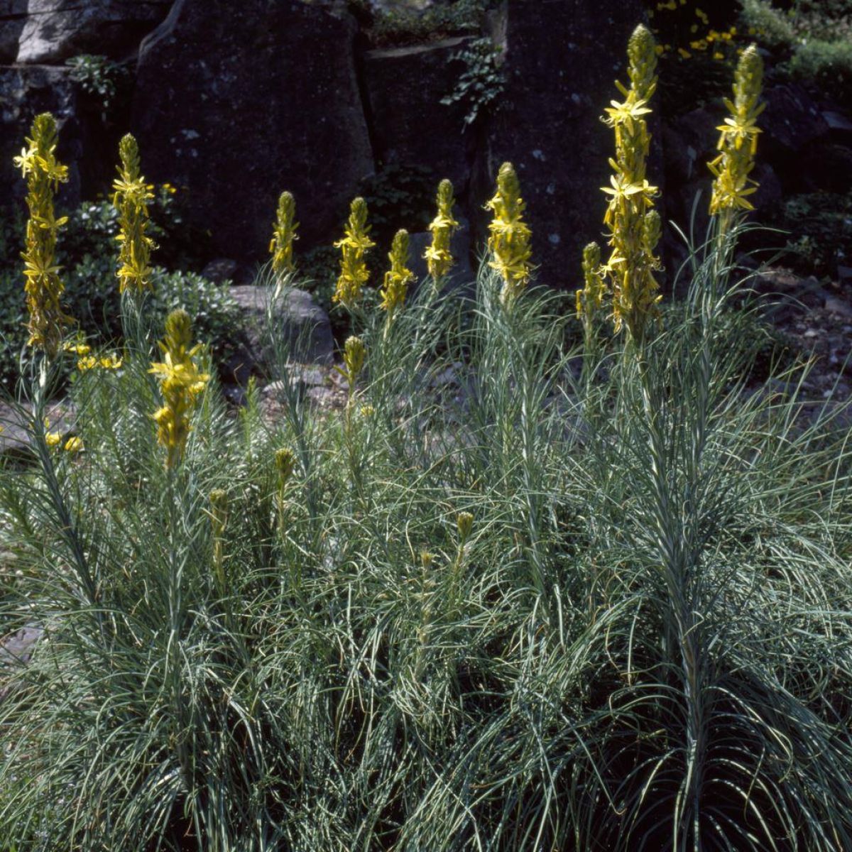 Asphodeline lutea 'Yellow Candle'