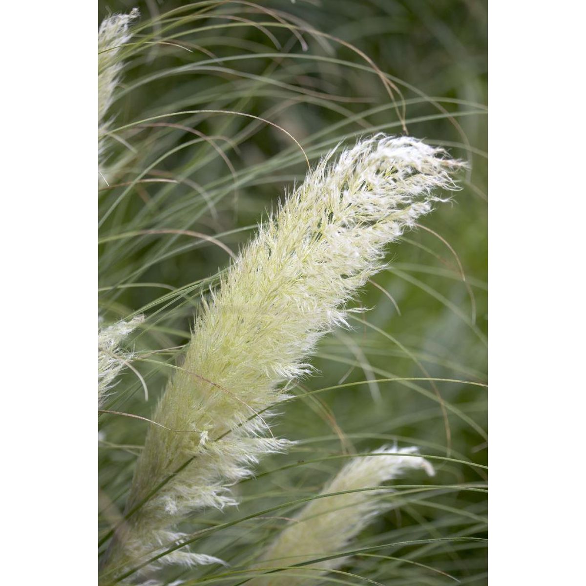 Dwarf Pampas Grass - Cortaderia selloana Junior