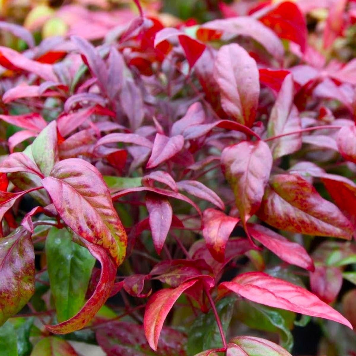 Nandina domestica Firepower - Sacred or Heavenly Bamboo Plant