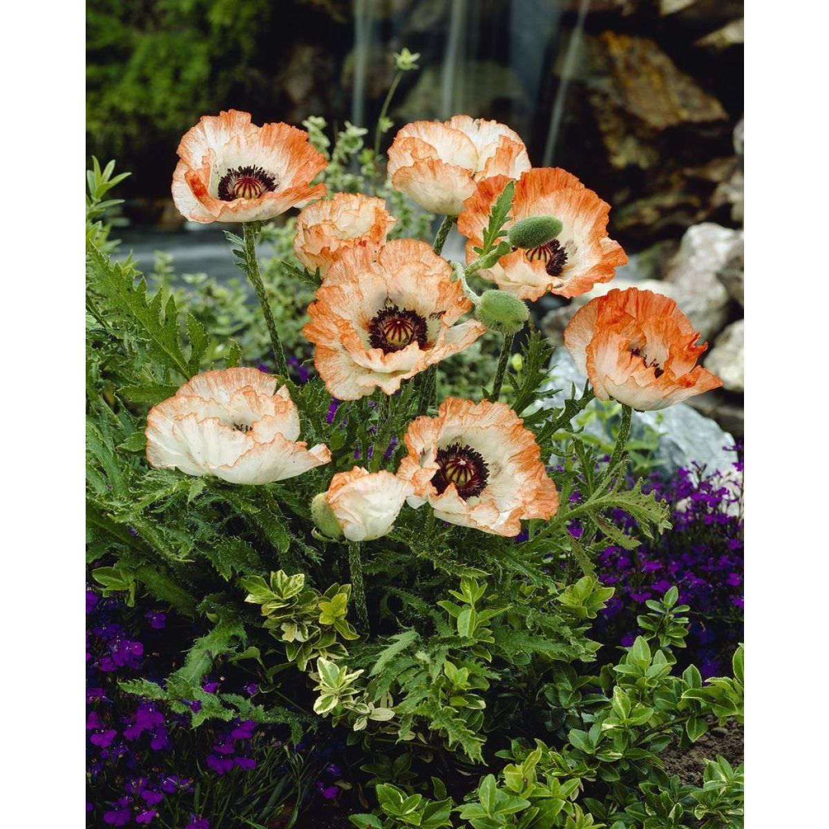 Papaver orientale Picotee - Oriental Poppy