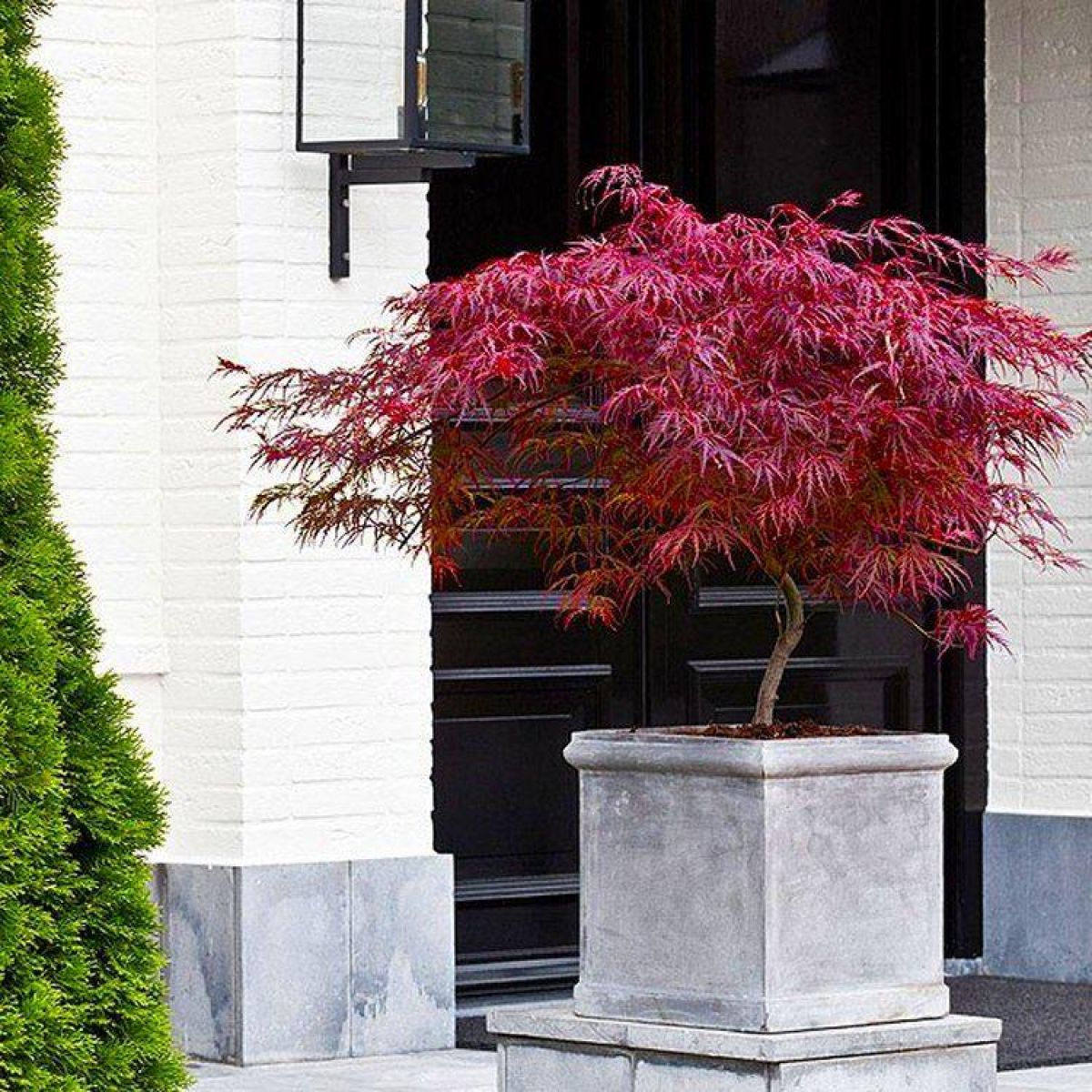 Acer palmatum dissectum Firecracker - Japanese Maple - Approx 75-100cm