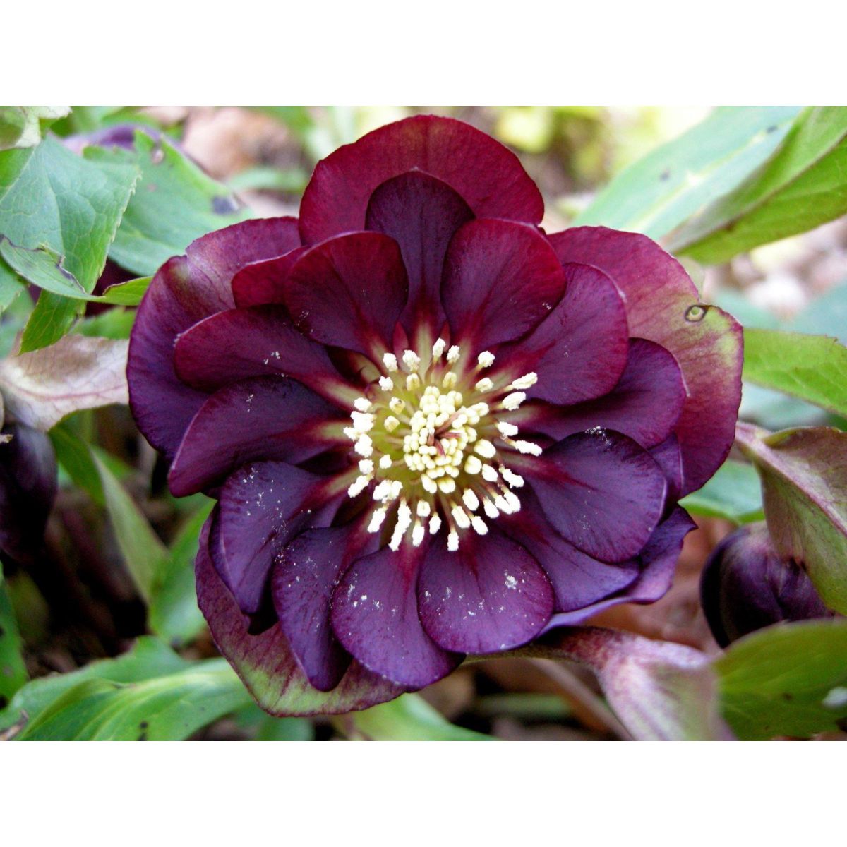 Helleborus Deep Purple Double - Hellebore