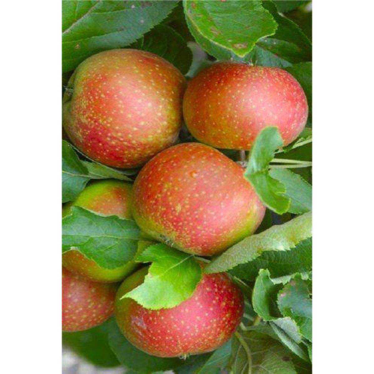 APPLE TREE - Lucky Dip Lost Label Plants - circa 140cms tall