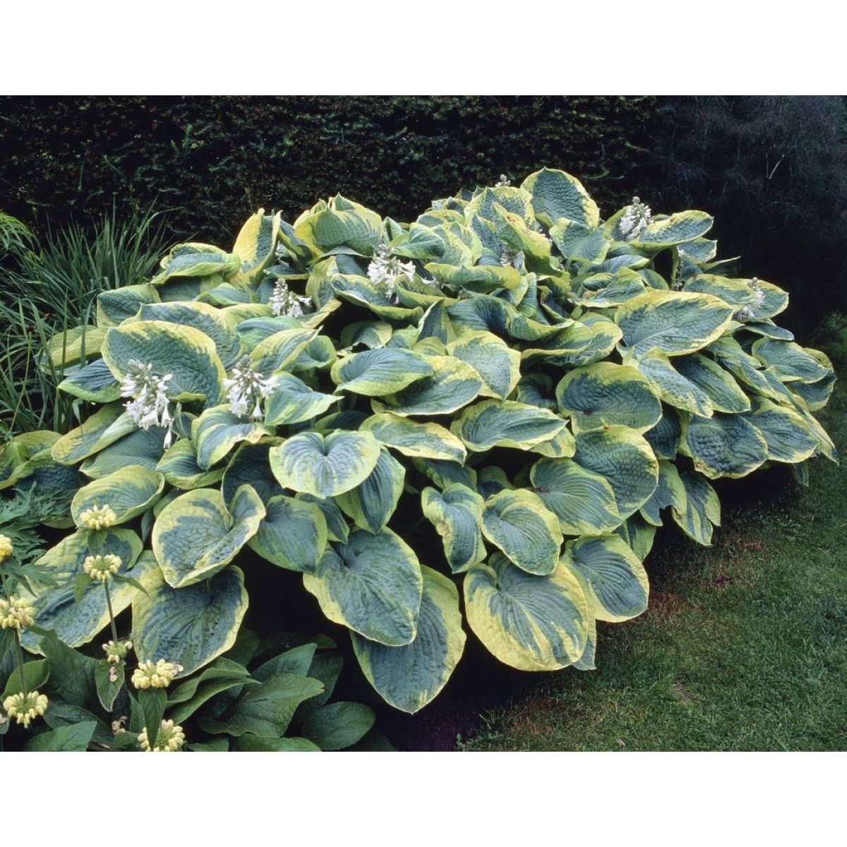 Premier Hosta Collection Shade Mixture - Pack of Ten