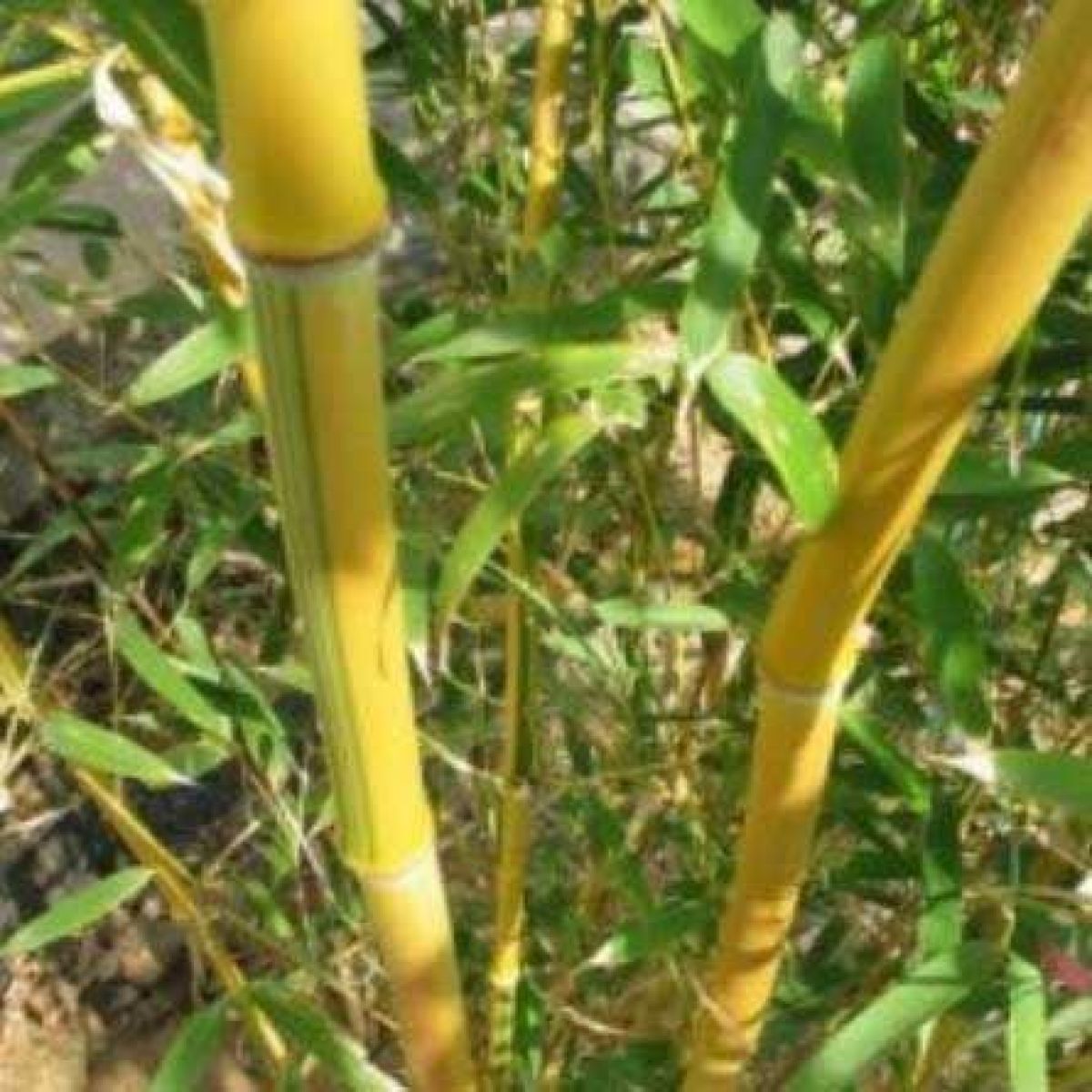 Phyllostachys aurea aureocaulis - Yellow-Groove Bamboo - 180-200cm