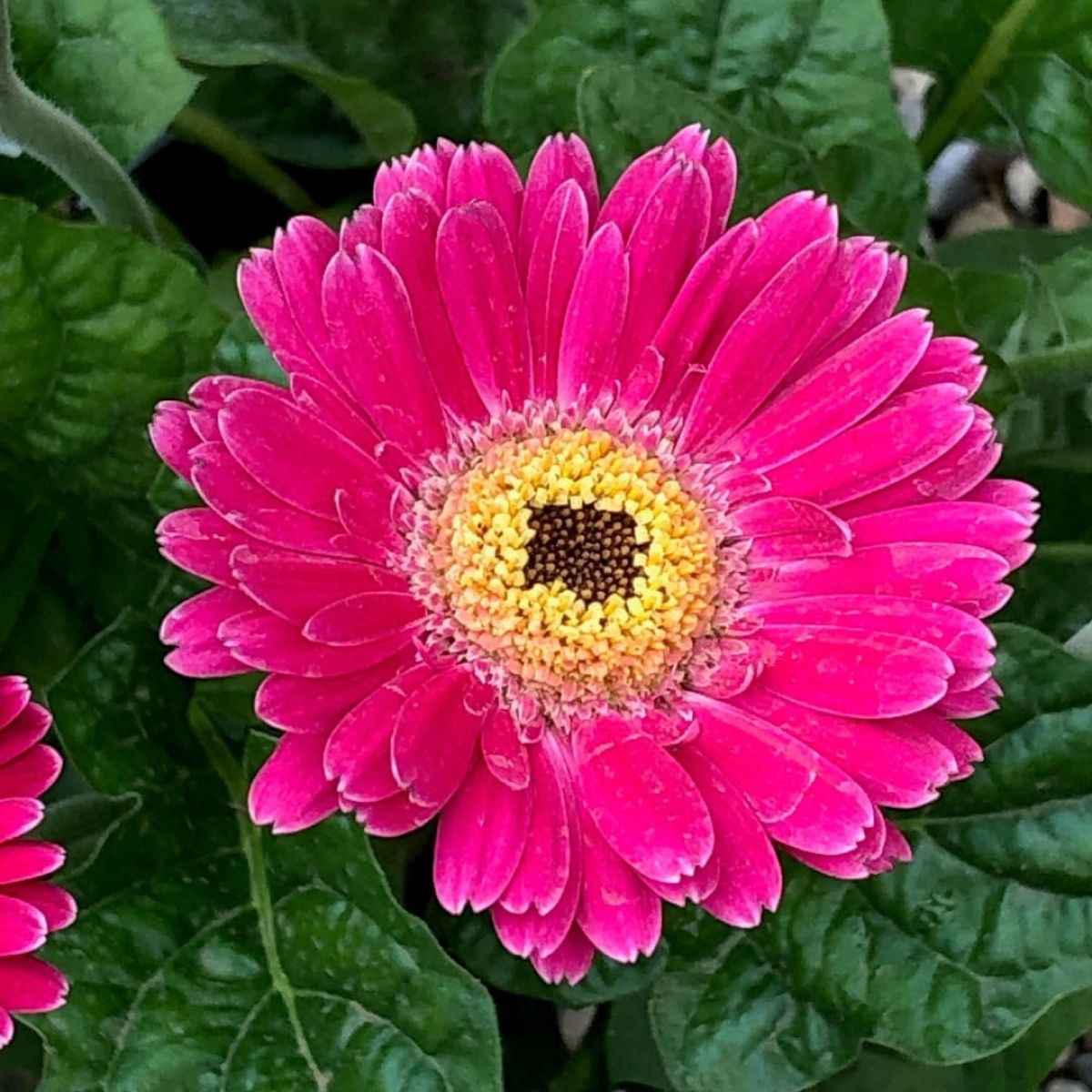 Pink Gerbera Garvinea Sweet Spice - Beautiful Hardy Gerbera with Giant Daisy Flowers