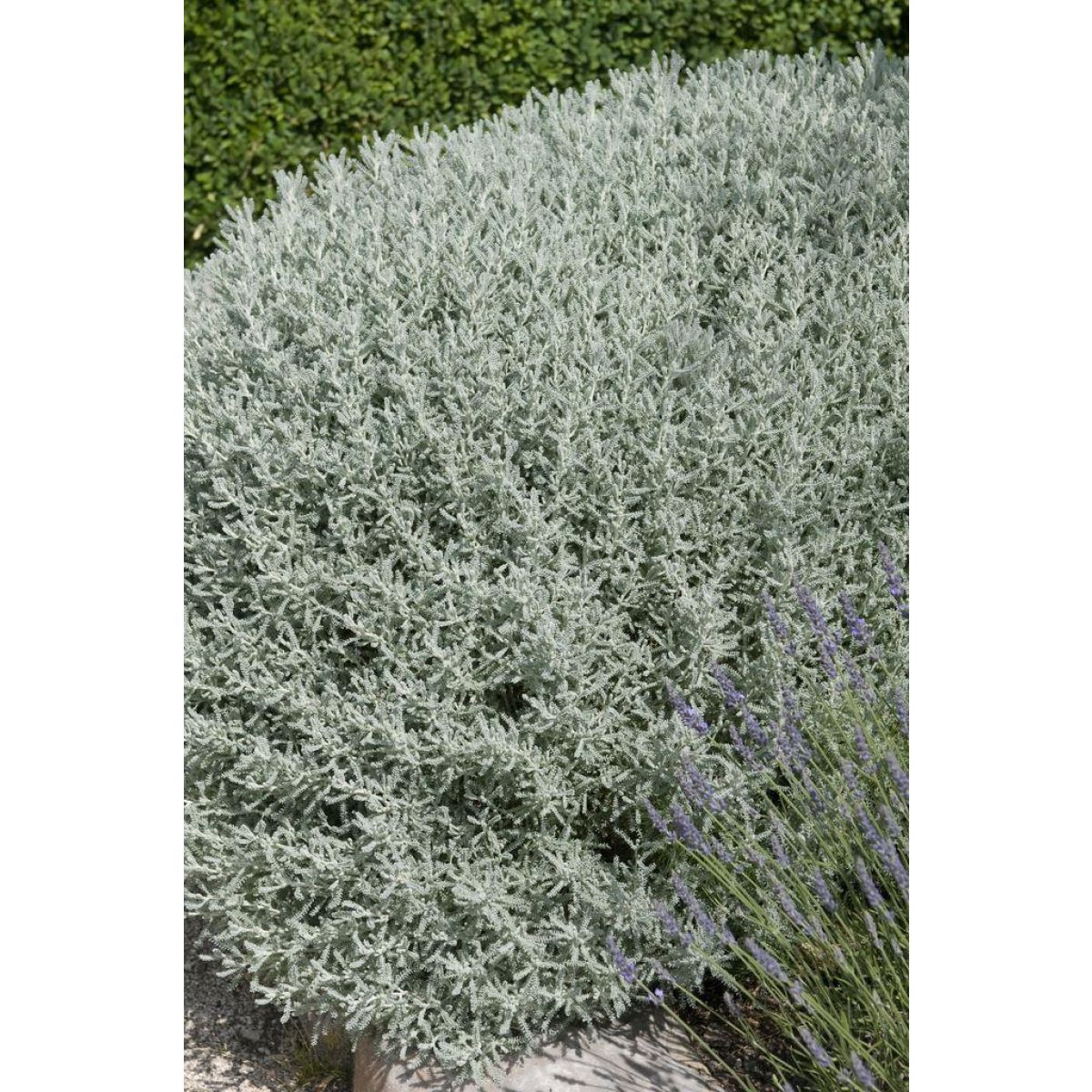 Santolina chamaecyparissus - Cotton Lavender