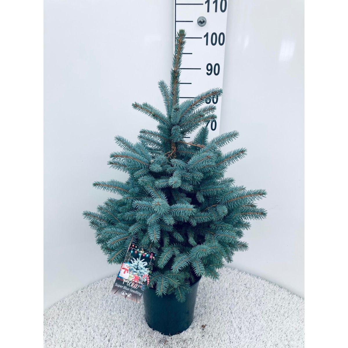 Luxury Fresh Christmas Tree (Picea pungens glauca) - Large 90-110cm BLUE SPRUCE - FOR IMMEDIATE DISPATCH
