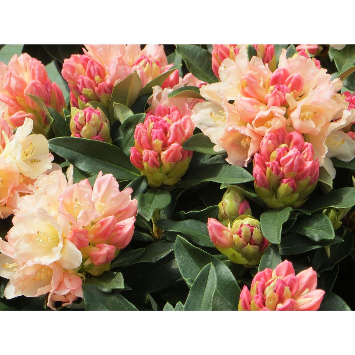Rhododendron 'Three Sisters'