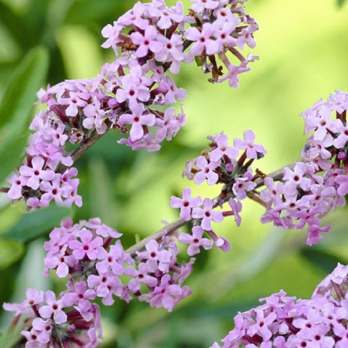 Buddleja alternifolia Unique - Buddleia Butterfly Bush - LARGE