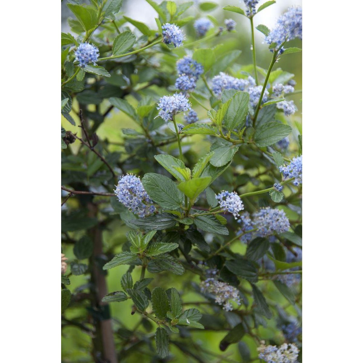 Ceanothus Victoria - Evergreen Californian Lilac