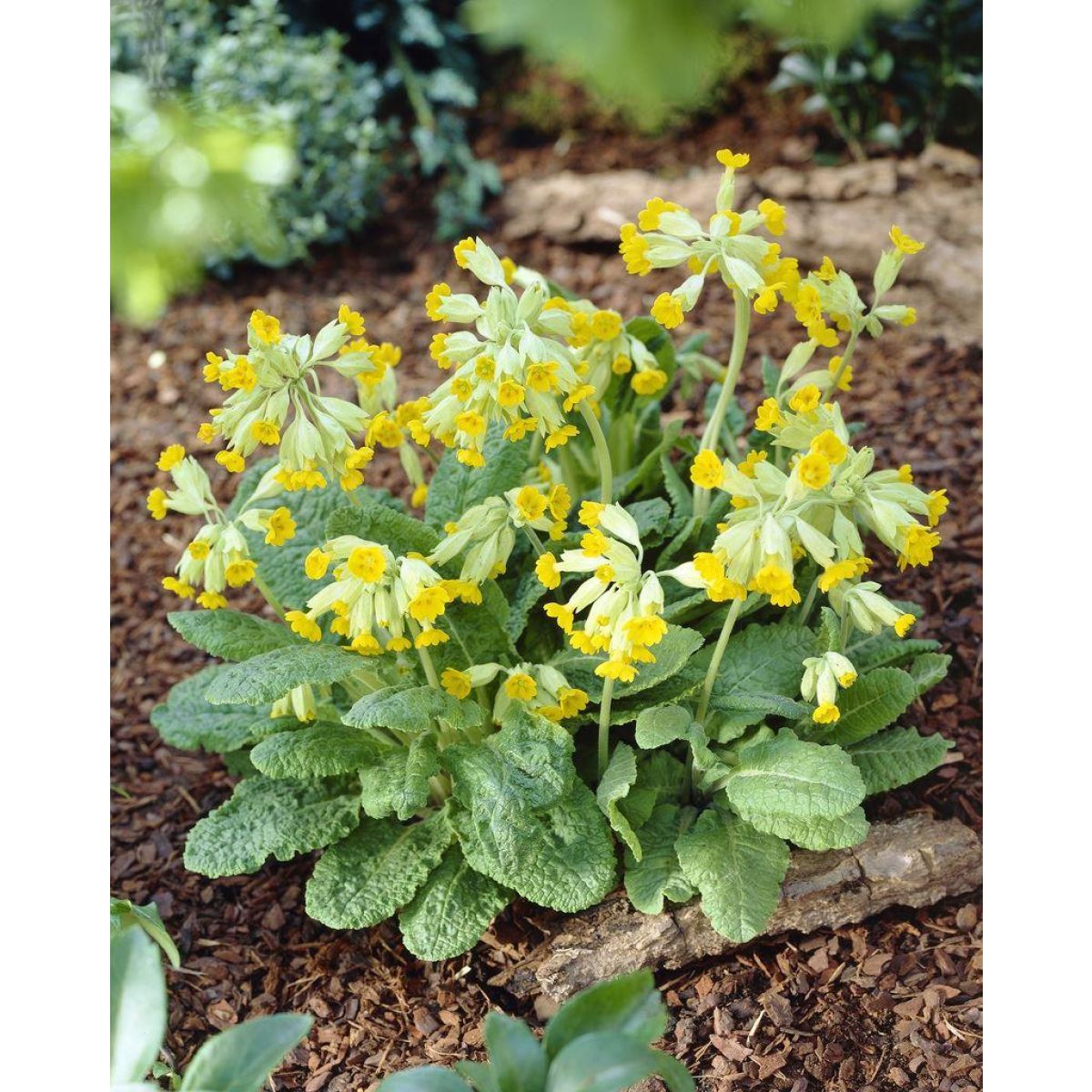 Primula veris - Native Cowslip