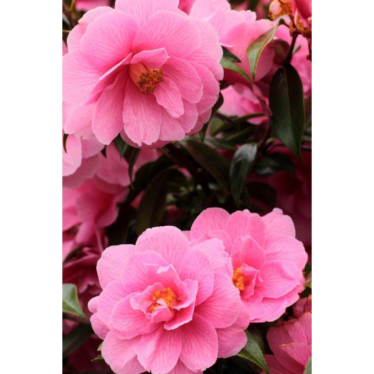 MOTHERS DAY - Pink Camellia Plant bursting in to Bloom