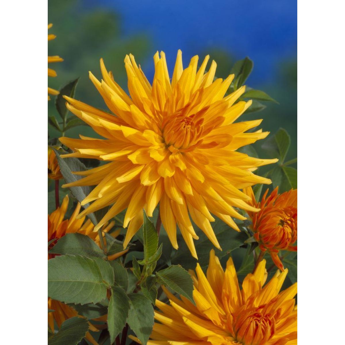 Dahlia Gold Crown