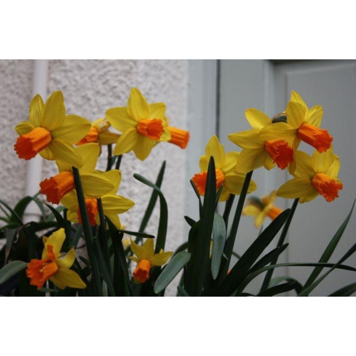 Jetfire Dwarf Daffodils - Pack of 8