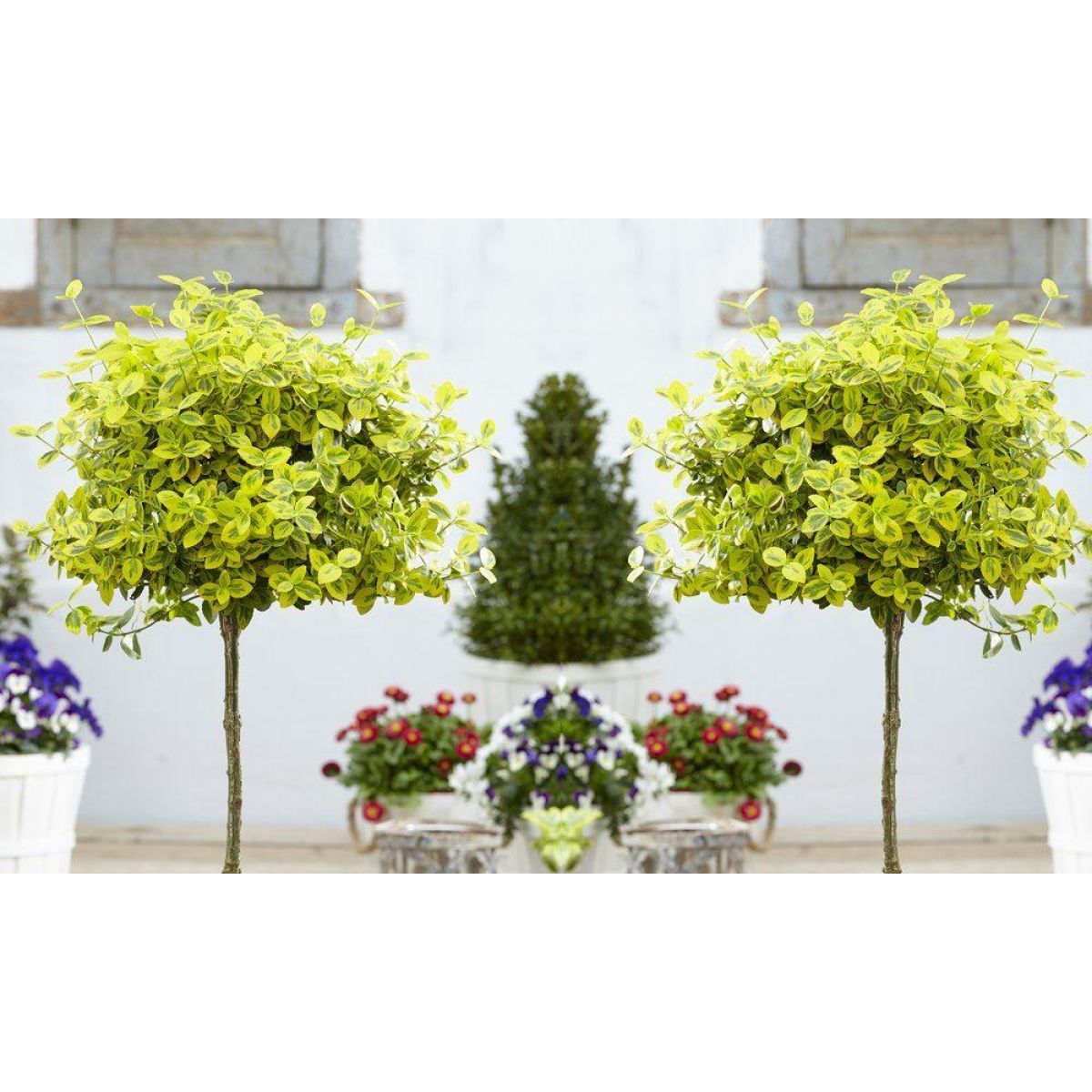Pair of Euonymus Emerald & Gold - Golden Evergreen Standard Topiary Trees - with White Baskets
