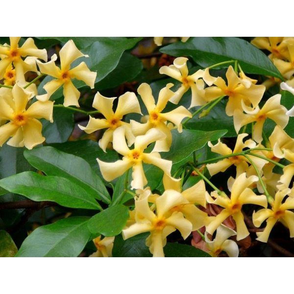 Trachelospermum Jasminoides Star of Toscane - Star Jasmin - Rhyncospermum