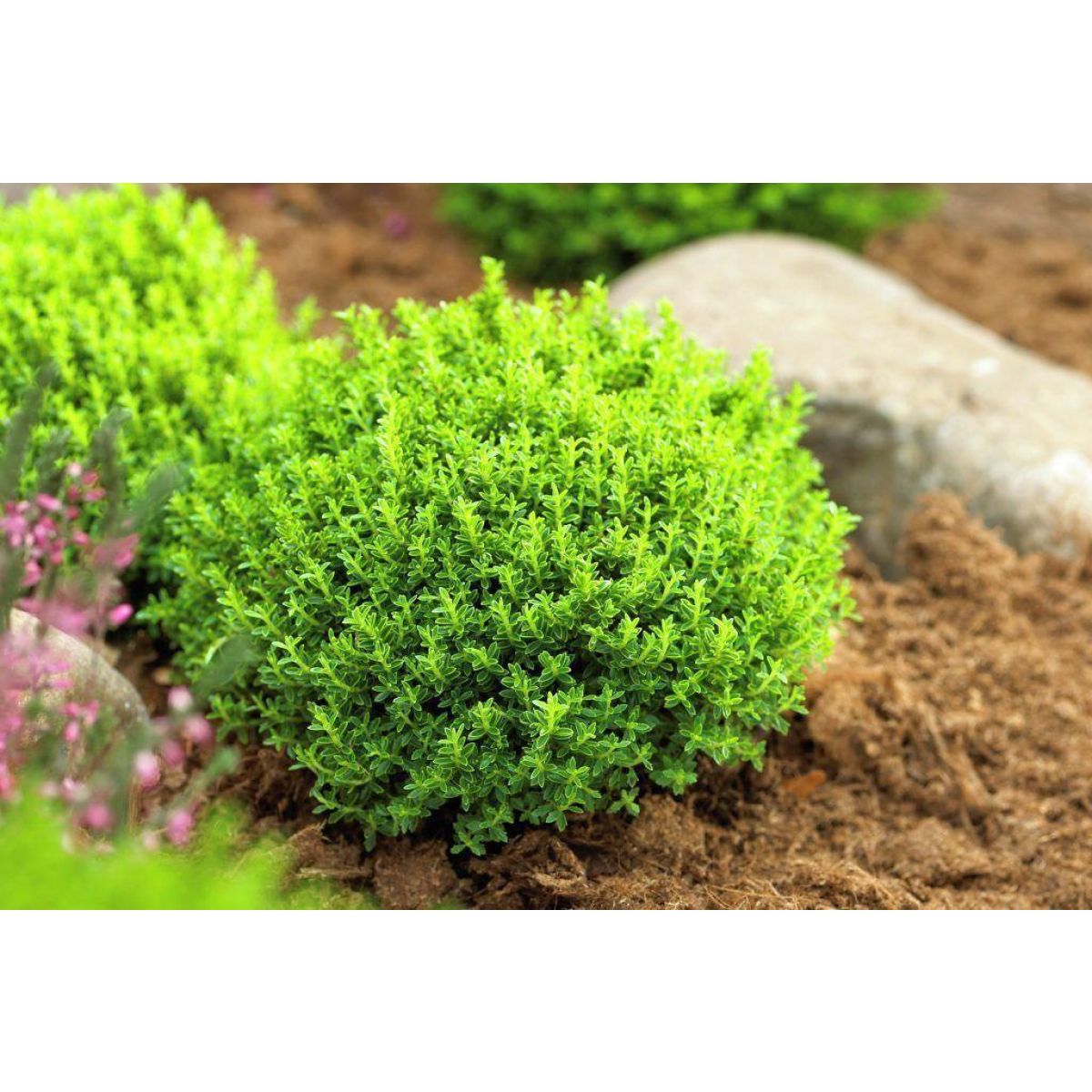Hebe Emerald Green Globe - Pack of Three Plants