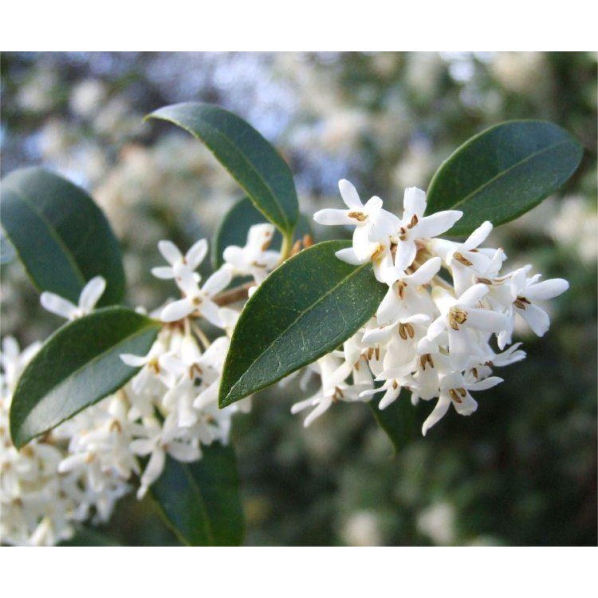 Osmanthus x Burkwoodii - Evergreen Shrub - LARGE SPECIMEN