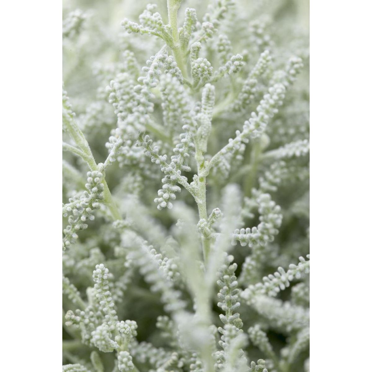Santolina chamaecyparissus - Cotton Lavender
