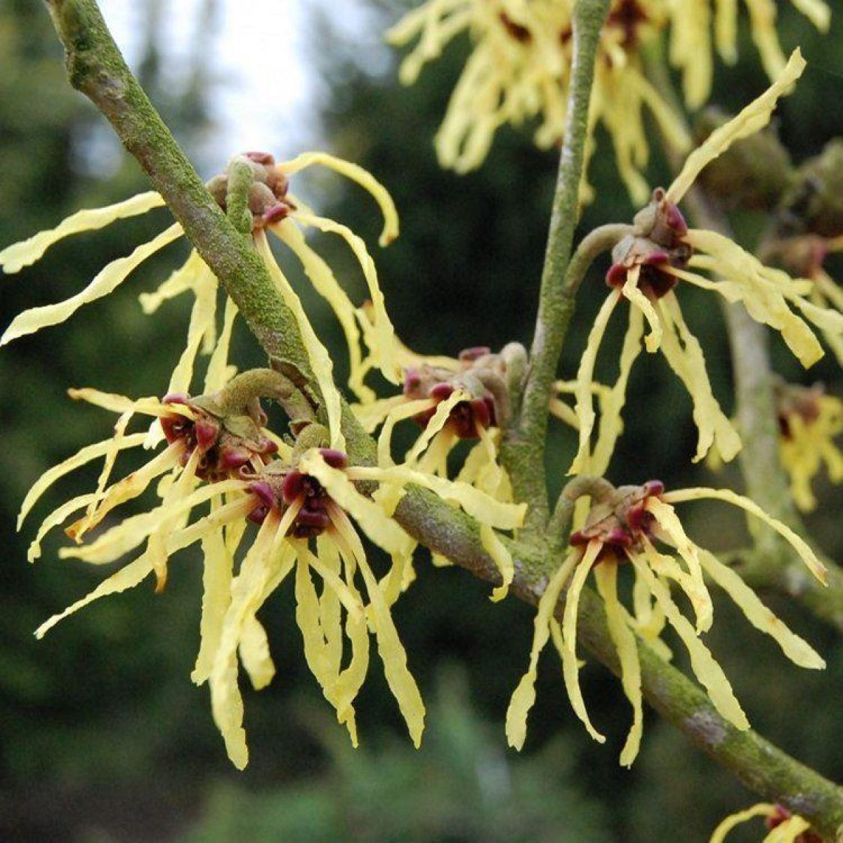 Hamamelis intermedia Yamina - Bronze Leaf Witch Hazel - LARGE Specimen