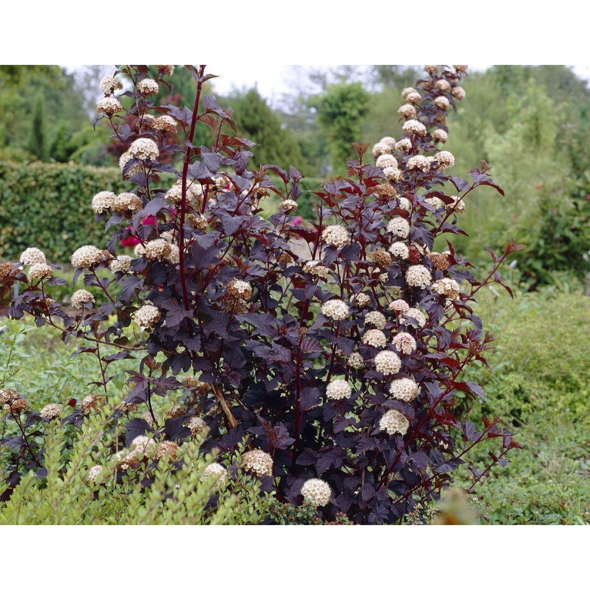 Physocarpus opulifolius Diabolo - Diablo Ninebark