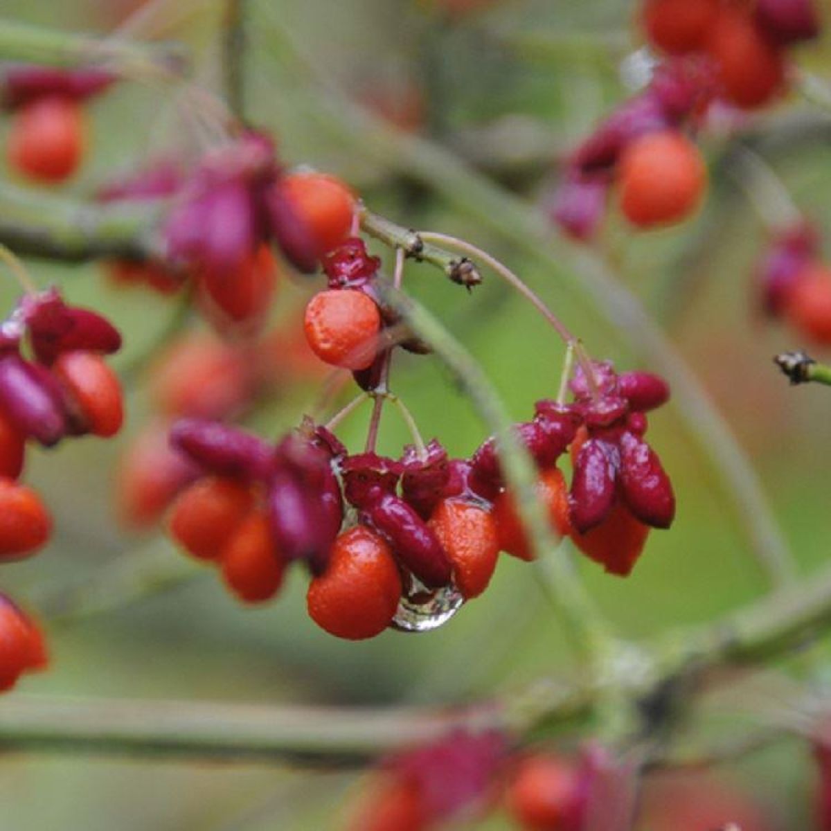 Euonymous alatus TREE - Burning Bush Spindle Tree Euonymus - Extra Large 140-180cms Tree