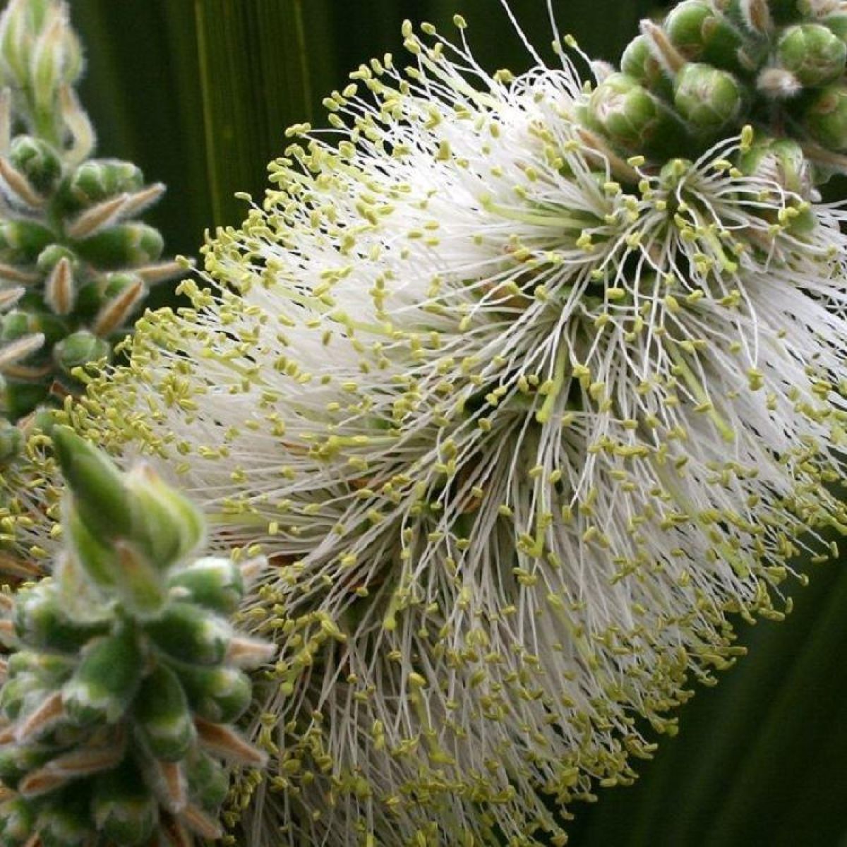 Callistemon White Anzac - Rare White Snow Flowering Australian Bottlebrush shrubs