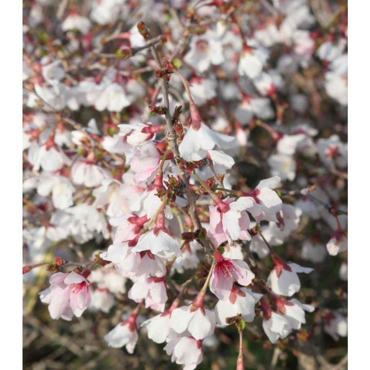 Prunus incisa  Kojo-No-Mai - Standard Fuji Cherry Tree