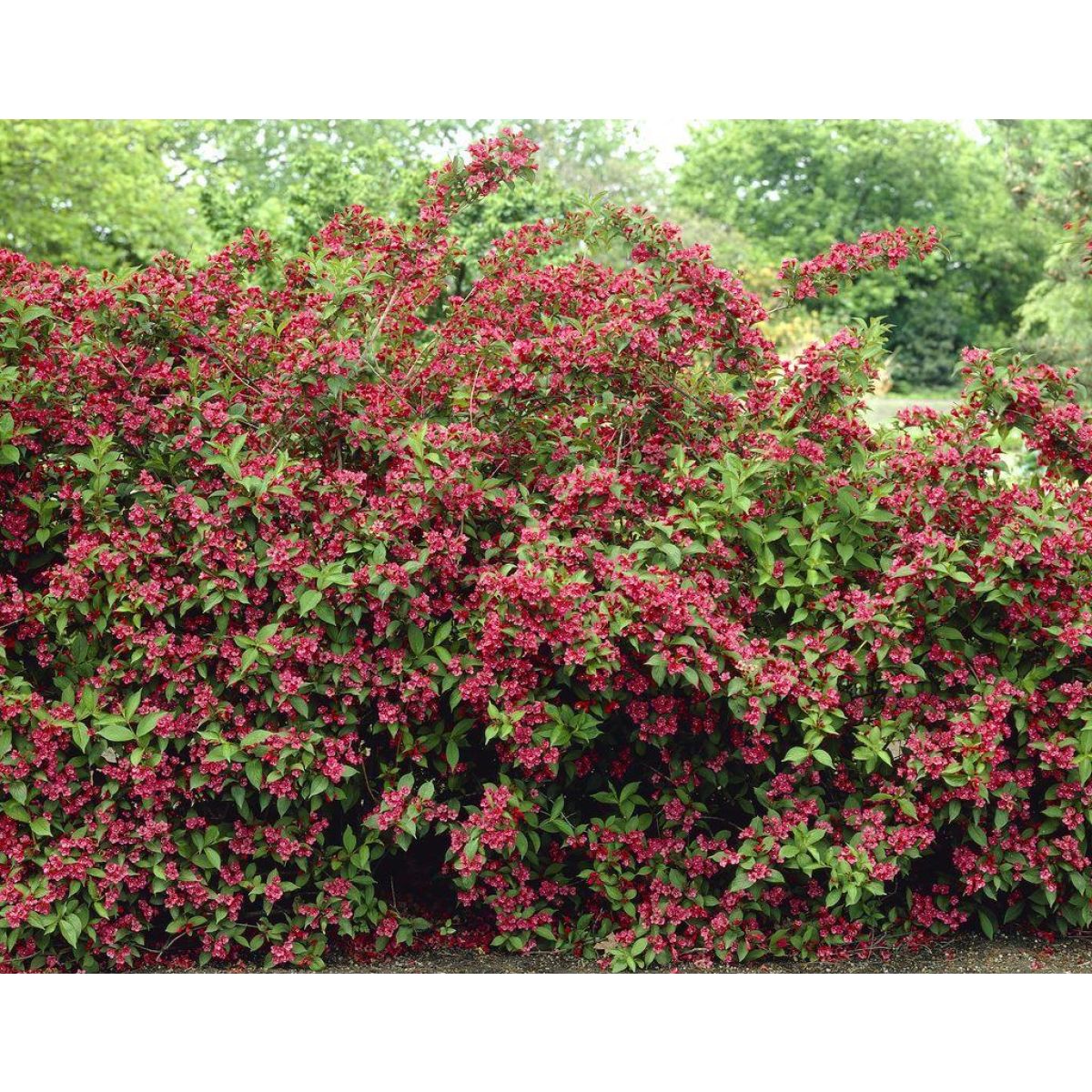 Weigela florida Bristol Ruby