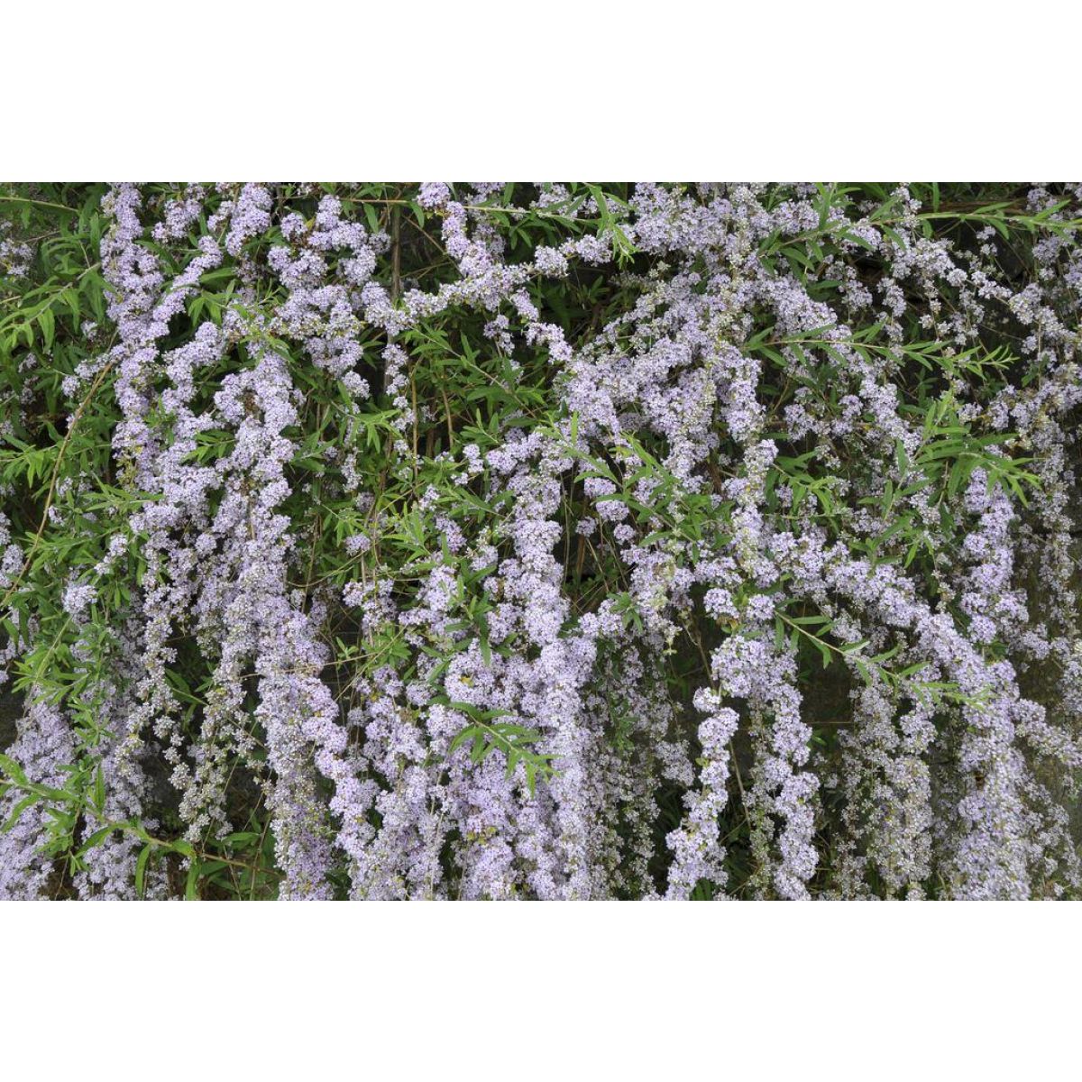 Buddleja alternifolia Unique - Buddleia Butterfly Bush - LARGE