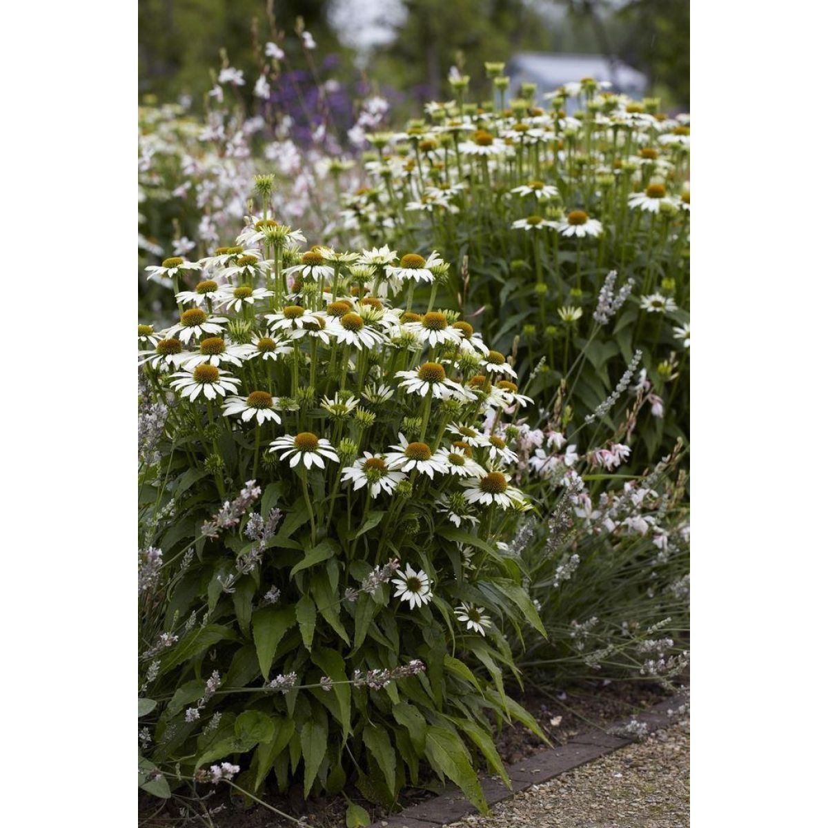 Echinacea white swan discount