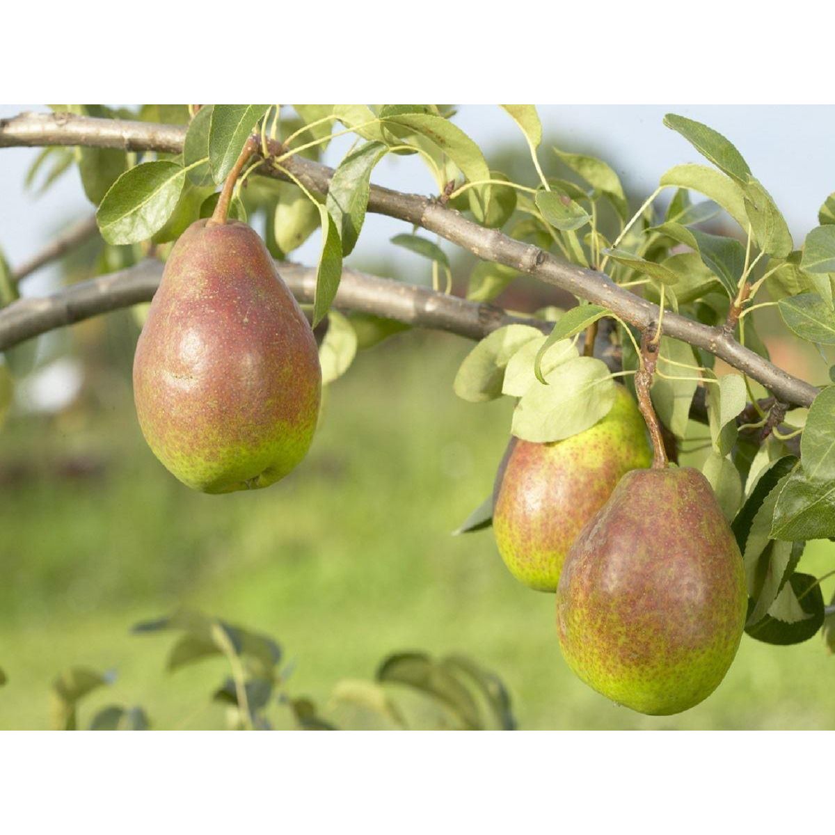 PEAR TREE - Lucky Dip Lost Label Pear Plants	