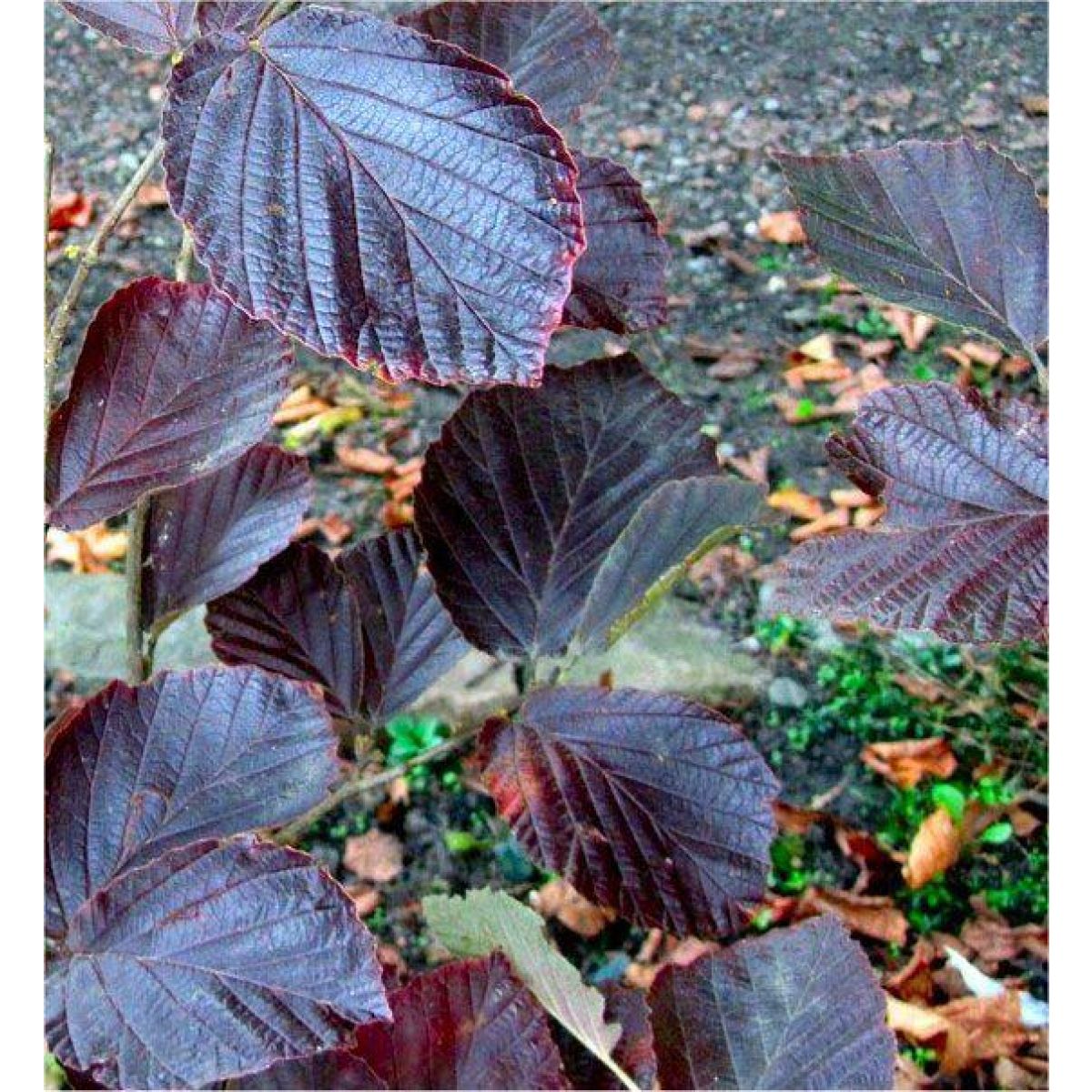 Hamamelis intermedia Yamina - Bronze Leaf Witch Hazel - LARGE Specimen