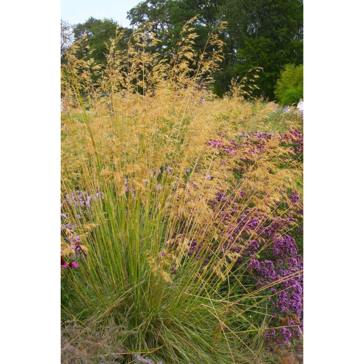 Stipa Gigantea - Golden Oats Grass - Large Plant