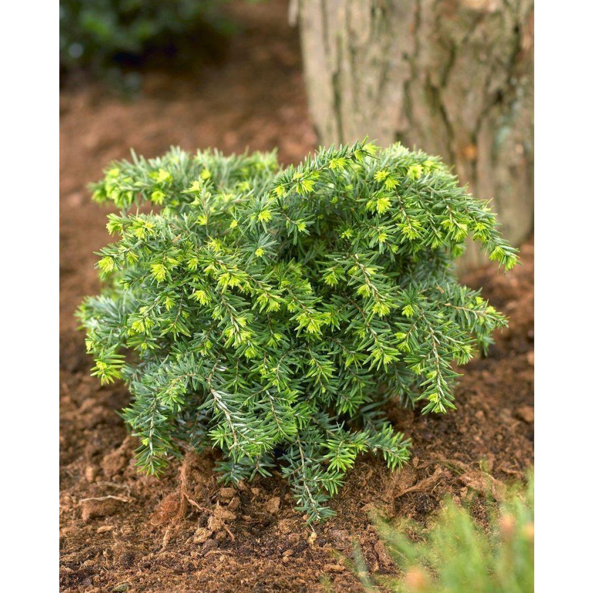 Tsuga canadensis Jeddeloh - LARGE