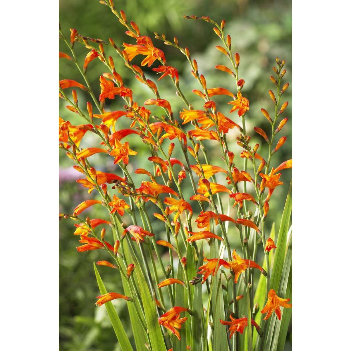 Crocosmia Meteor - Montbretia