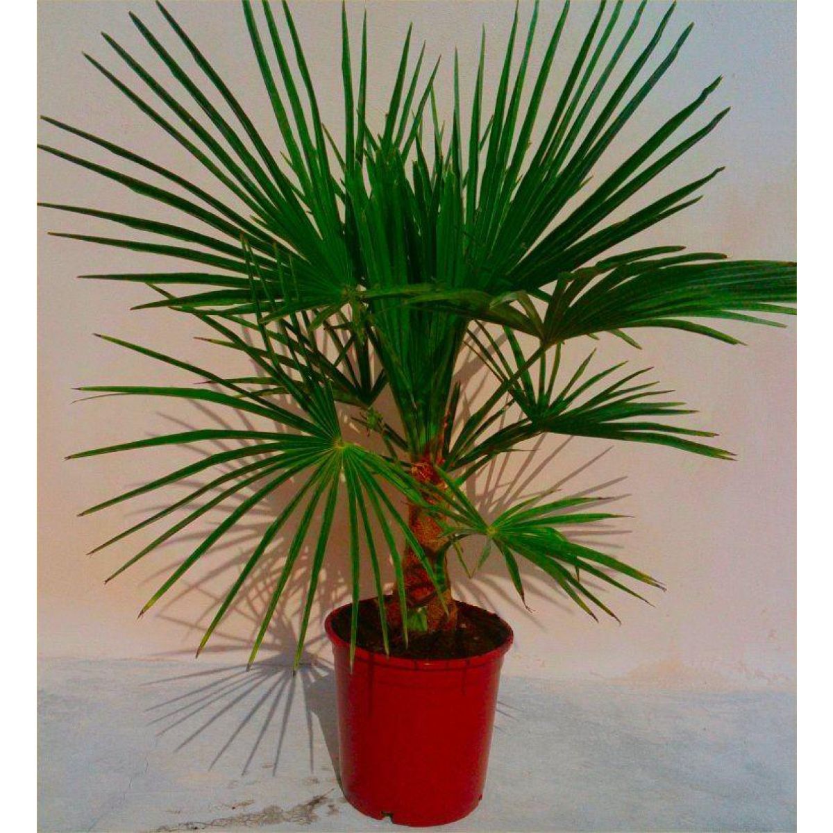 Trachycarpus fortunei - LARGE Hardy Windmill Palm - 100-120cm
