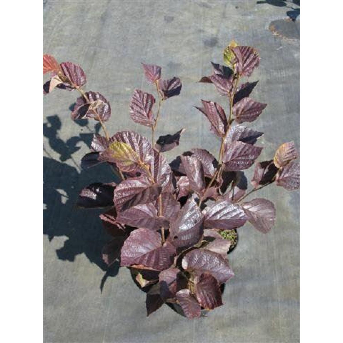 Hamamelis intermedia Yamina - Bronze Leaf Witch Hazel - LARGE Specimen