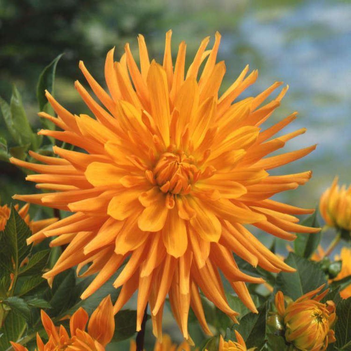 Dahlia Gold Crown