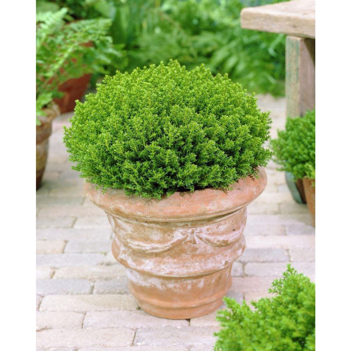 Hebe Emerald Green Globe - Pack of Three Plants