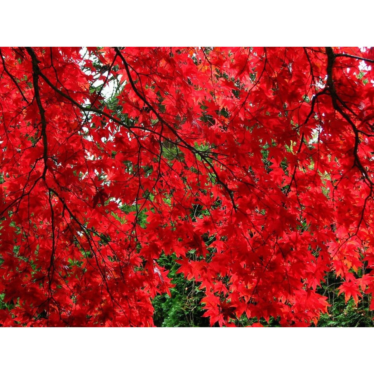 Acer palmatum atropurpureum Bloodgood - Deep Purple Japanese Maple