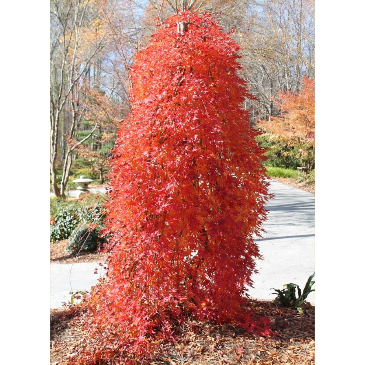 Acer palmatum Cascade Gold - Golden Foliage Weeping